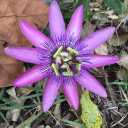 wretchedyouth avatar