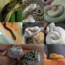 wrightsreptiles avatar