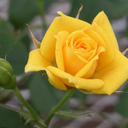 writecreateyellow avatar