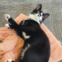 writerchickcj avatar