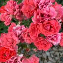 writerlyfeelings avatar