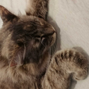 writingpromptsilike avatar