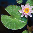 writingtips-and-inspiring-pics avatar