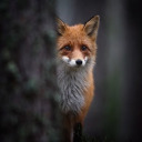 writtenfoxscreams avatar