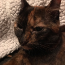 wtf-is-this-site avatar