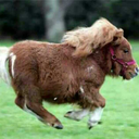 wtfhorsepics avatar