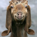 wuvgoats avatar