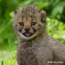 www-dummy-com avatar