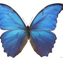 wylansbutterflies avatar