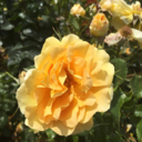 x-drop-it-low-x avatar