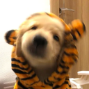 xaiforthewinn avatar