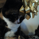 xaizaonigirix avatar