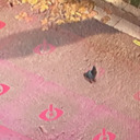 xcompigeonappreciation avatar