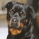 xenatherottweiler avatar