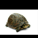 xerius65alienturtle avatar