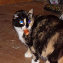 xheart-xfingers avatar