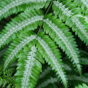 xmidgardianmaidenx avatar