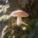 xmushroomfaerie avatar