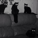 xolivefeathers avatar