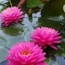 xoxopartywithtaffybuns avatar