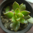 xplantsarefriendsxx avatar