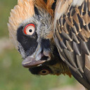 xtrippydragonx avatar