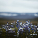 xvxvnicbeanvxvx avatar