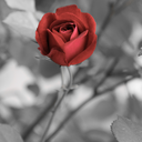 xxbroken-x-angelxx avatar