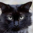 xxthedeadgodxx avatar