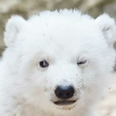 xxxbabypolarbear avatar