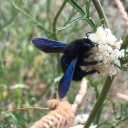 xylocopa-violacea avatar