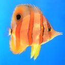 y2k-webkid123 avatar