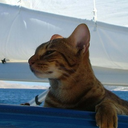 yachtcats avatar