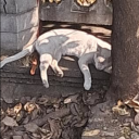 yaebafinalboss avatar