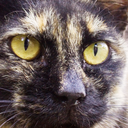 yakeccd-blog-blog avatar