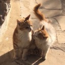 yakinlardabirgezegende avatar