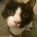 yamalamaguchidong avatar