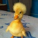 yandereduckie avatar