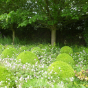 yarrow-foxglove avatar