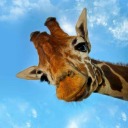 yasenkimsinki avatar