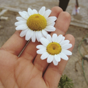 yasiyorumohaldevarim avatar