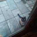 yassificationarc avatar