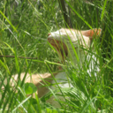 yawnimals-blog avatar