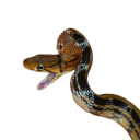 yaycornsnakes avatar