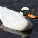 yeahcoolduck avatar