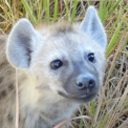 yeen-meteor avatar