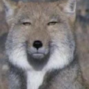 yeet-or-be-yotted avatar