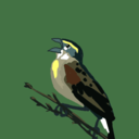 yellingbird avatar