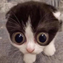 yellinginhell avatar