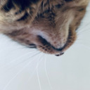 yellllllllows avatar